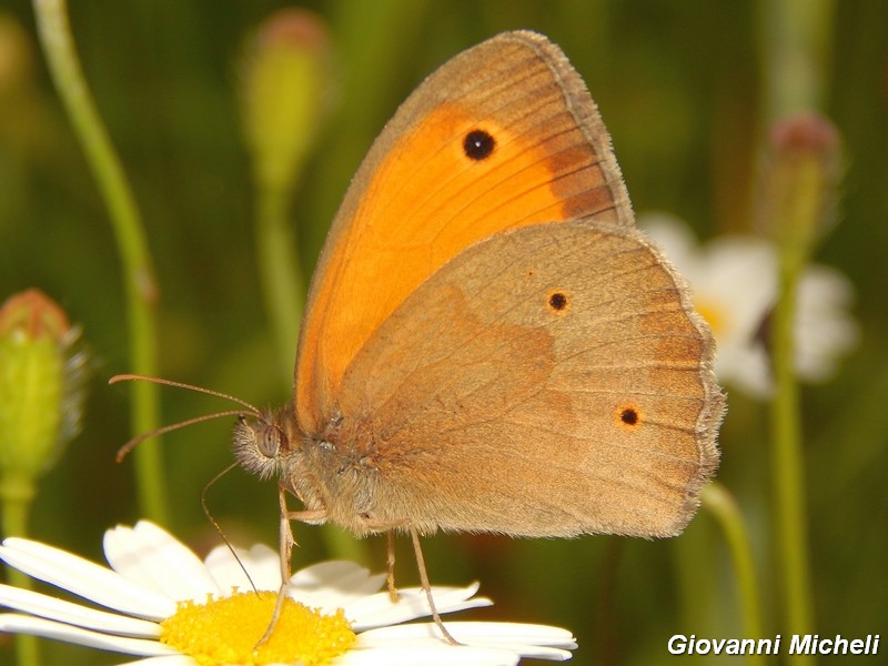 Maniola jurtina
